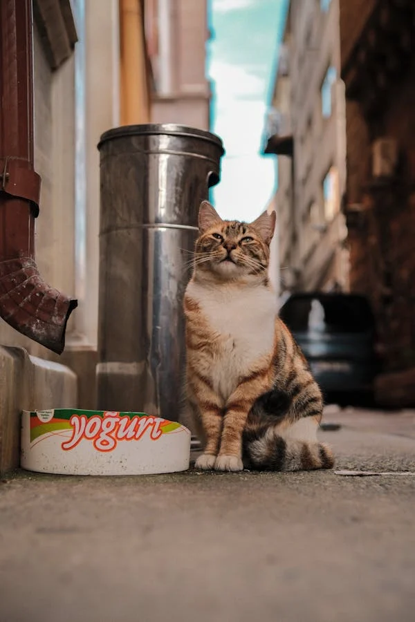 cat